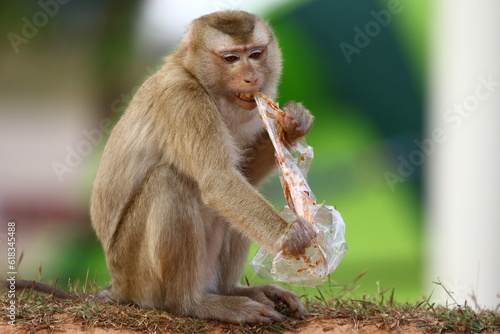 Plastic pollution in the jungle environmental problem. Monkey  eating Macaque can eat plastic bags mistaking them for food. plastic waste. nature.Green background