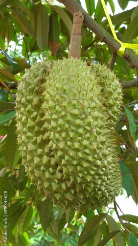 Durian, nveiling the Secrets of Durian: A Fragrant Adventure in a Southeast Asian Farm Amidst Lush Tropical Trees