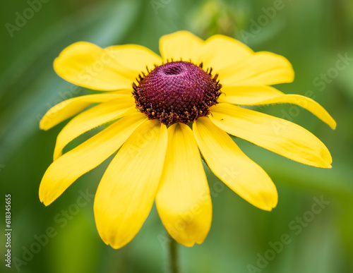 yellow flower