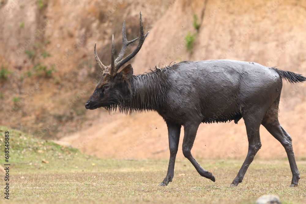 deer covered with mud in thailand national park deer covered with mud in thailand national park