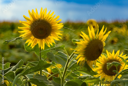  field of sunflowers with three flowers standing out  against a backdrop of a blue sky with clouds