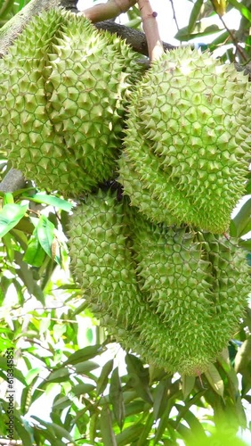 Durian, nveiling the Secrets of Durian: A Fragrant Adventure in a Southeast Asian Farm Amidst Lush Tropical Trees
