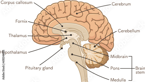 brain、cerebrum、cerebellum、midbrain、pons、medulla、brain stem、illustration photo