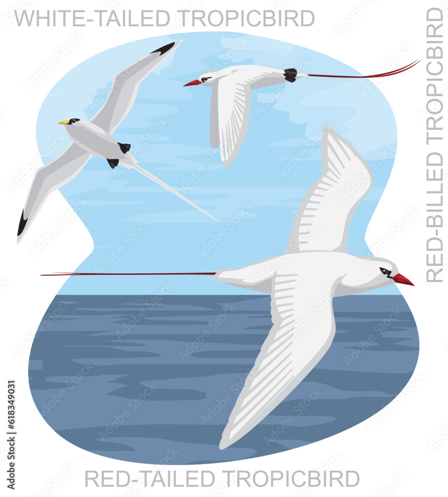 Fototapeta premium Cute Bird Tropicbird Set Cartoon Vector