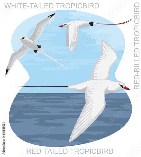 Cute Bird Tropicbird Set Cartoon Vector