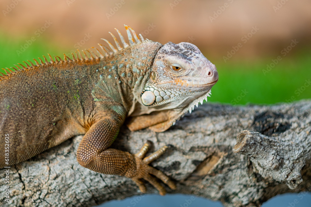 Fototapeta premium lizard, animal, green lizard with blur background