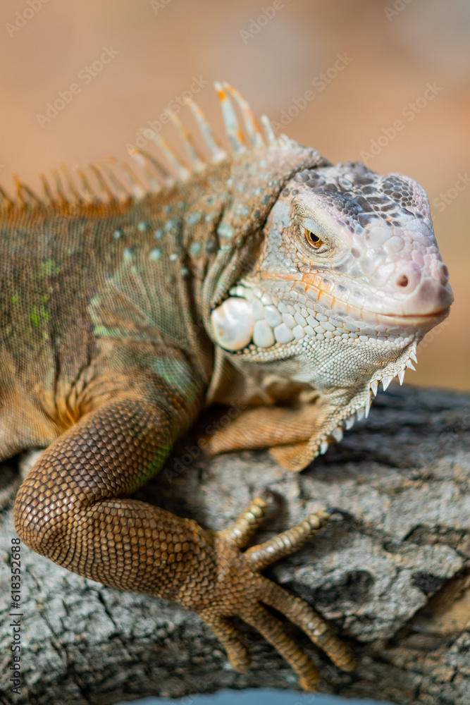 lizard, animal, green lizard with blur background lizard, animal, green lizard with blur background