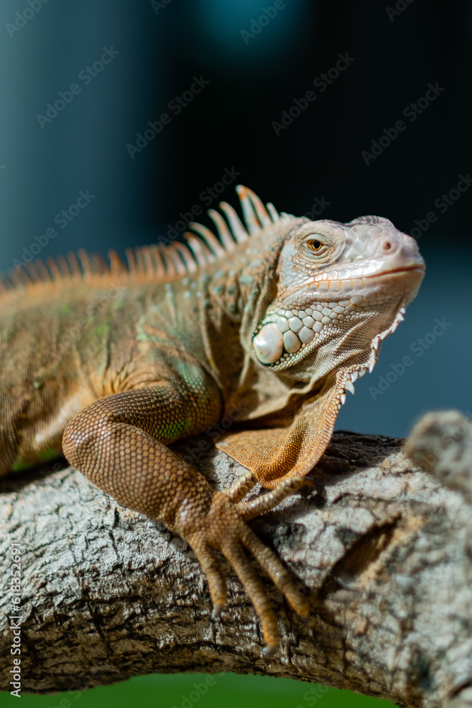 Fototapeta premium lizard, animal, green lizard with blur background