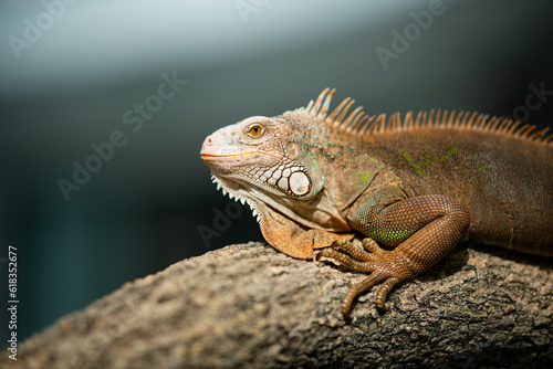 lizard, animal, green lizard with blur background