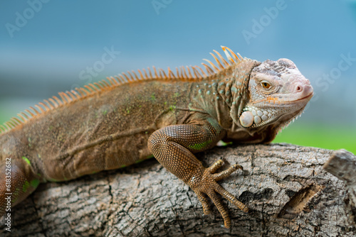 lizard  animal  green lizard with blur background