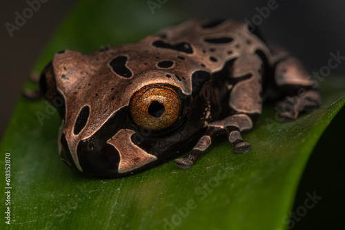crowned frog triprion spinosus © Andres
