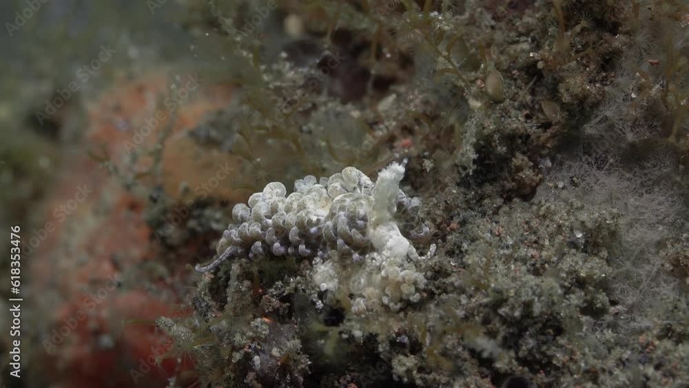 Curly-haired nudibranch sits motionless on the bottom of a tropical sea among seaweed.
Brown Noumeaella (Noumeaella sp.) Indonesia, 12 mm. ID: grey-brownish with opaque white spots. Curly-haired nudibranch sits motionless on the bottom of a tropical sea among seaweed.
Brown Noumeaella (Noumeaella sp.) Indonesia, 12 mm. ID: grey-brownish with opaque white spots.
