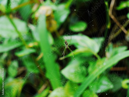 Spider on a web. © eric1207cvb