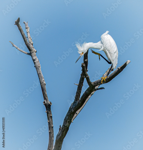 Great Egret in the Osprey Preserve of Brandt Island Cove,  Mattapoisett, Massachusetts  photo