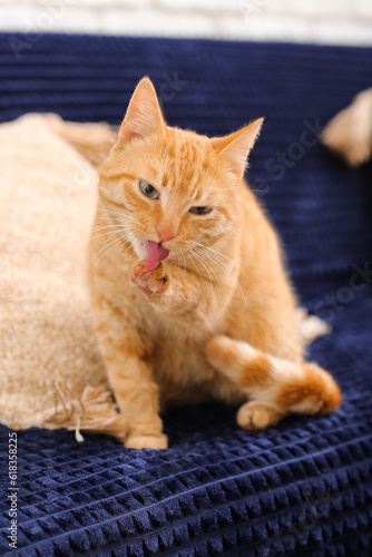 Cute ginger cat on plaid at home