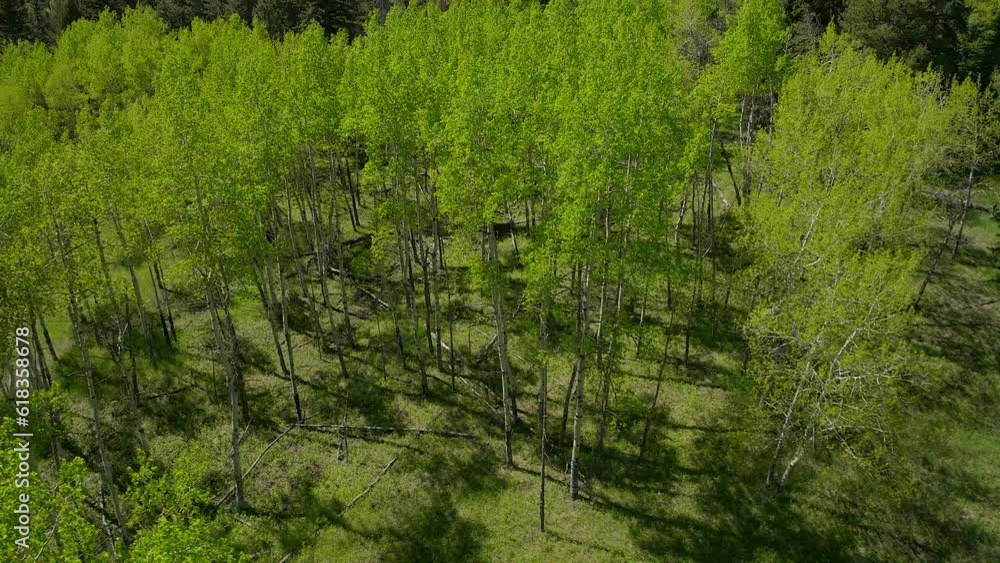 Aspen Tree spring yellow purple flower in Colorado forest cinematic aerial drone lush green grass after rain daytime peaceful Rocky mountain hiking trails Denver Evergreen Conifer circle left top down Aspen Tree spring yellow purple flower in Colorado forest cinematic aerial drone lush green grass after rain daytime peaceful Rocky mountain hiking trails Denver Evergreen Conifer circle left top down