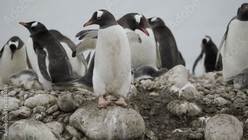 Close up shot of two penguins walking through gentoo colony