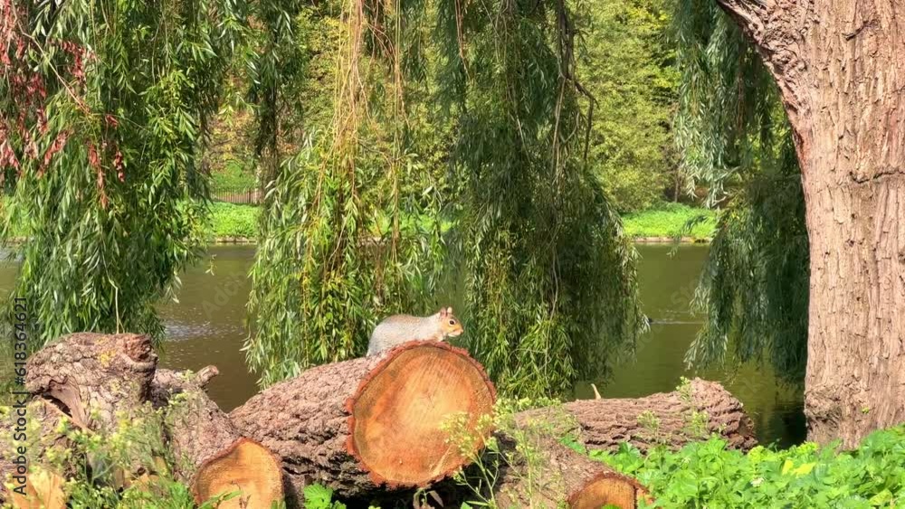 Squirrel  in London central park during the day