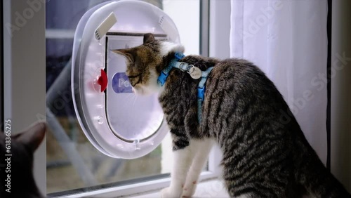 Young cat using cat flap for the second time.cat photo