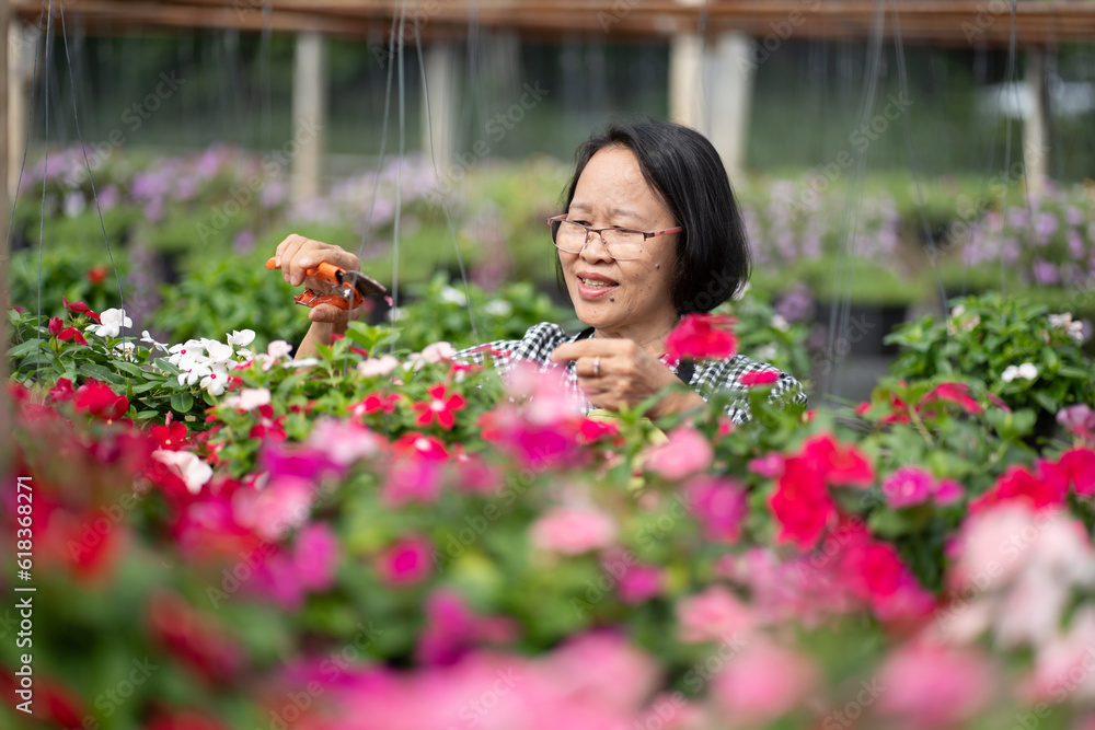 Senior woman gardener caring flowers plot in greenhouse, Floris product industry