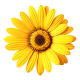 yellow sunflower isolated on white background created with Generative AI 