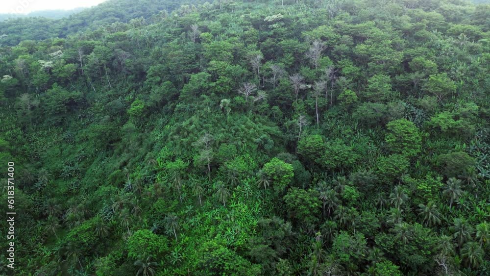 Cinematic aerial dolly of tropical rainforest-covered hills and lush greenery in Catanduanes, Philippines. Cinematic aerial dolly of tropical rainforest-covered hills and lush greenery in Catanduanes, Philippines.