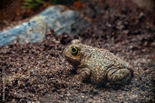 Couch's Spadefoot Toad in the Mud Looking to the Left in front of a rock