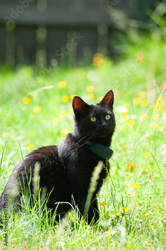 Black cat in the grass with yellow flowers, gps collar