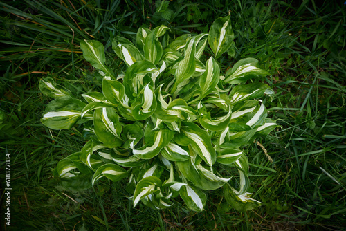 Hosta undulata Mediovariegata emerald with wet leaves on green grass background seen from above