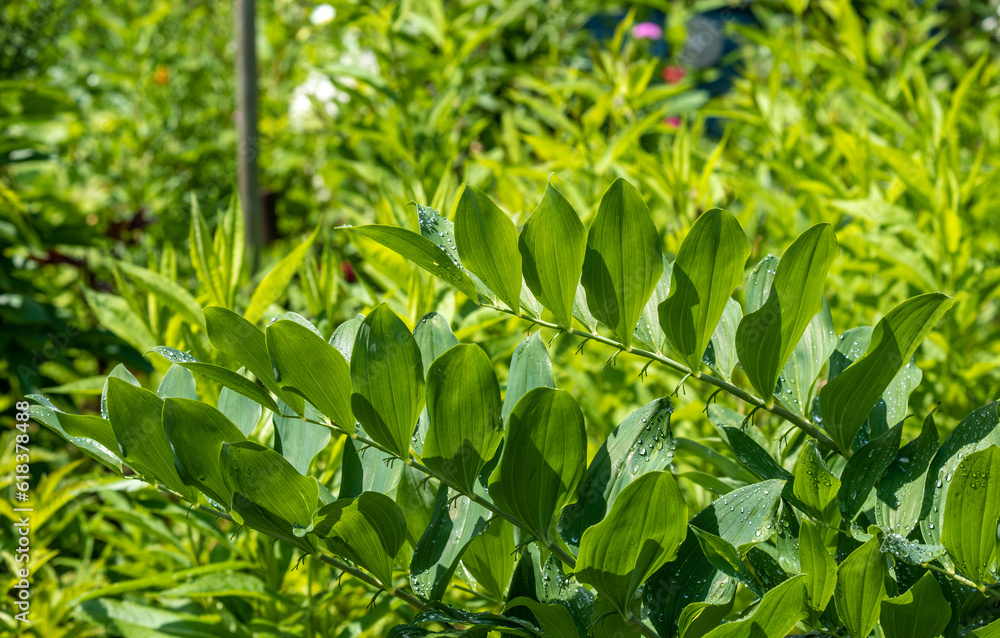 Obraz premium Green plants and flowers in the garden on a summer day.