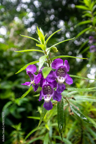 Unveiling the beauty of Angelonia biflora Benth: A mesmerizing close-up of delicate petals and intricate details photo