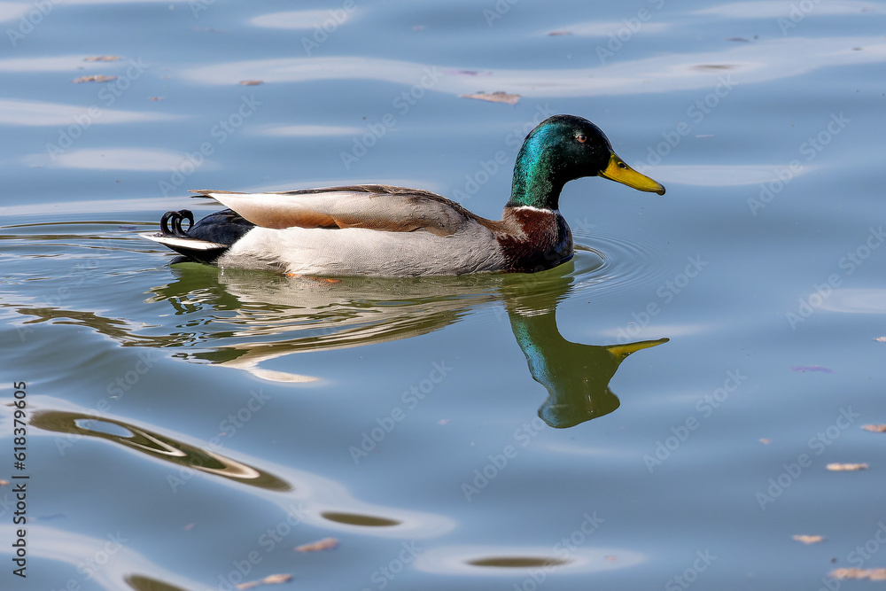 Fototapeta premium Wild duck or mallard, Anas platyrhynchos swimming in a lake in Munich, Germany