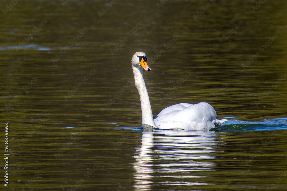 Mute swan, Cygnus olor swimming on a lake in Munich, Germany Mute swan, Cygnus olor swimming on a lake in Munich, Germany