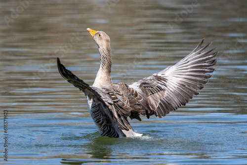 The greylag goose spreading its wings on water. Anser anser is a species of large goose photo