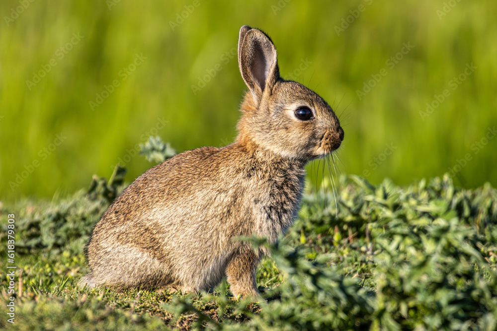 Fototapeta premium European rabbit, Common rabbit, Oryctolagus cuniculus sitting on a meadow at Munich