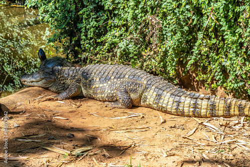 Broad-snouted caiman, Caiman latirostris in Iguazu National park, Foz do Iguacu, Parana State, Brazil