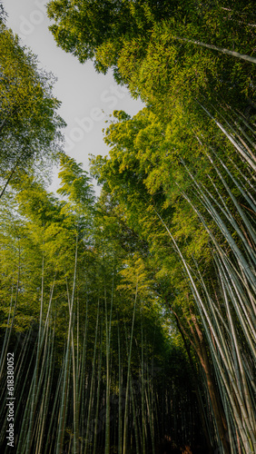 bamboo forest in spring in japan