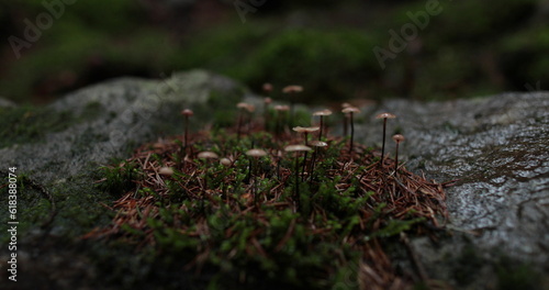Small inedible mushrooms in a dark, wet forest close-up.