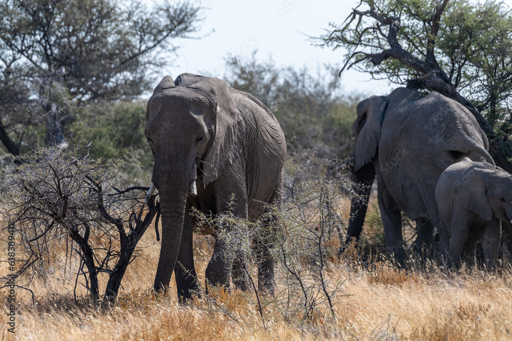 A herd of African Elephants -Loxodonta Africana- grazing on the plains of Etosha National Park, Namibia. A herd of African Elephants -Loxodonta Africana- grazing on the plains of Etosha National Park, Namibia.