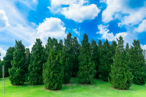 Beautiful pine trees on high mountains on a blue sky full of fluffy clouds summer nature background