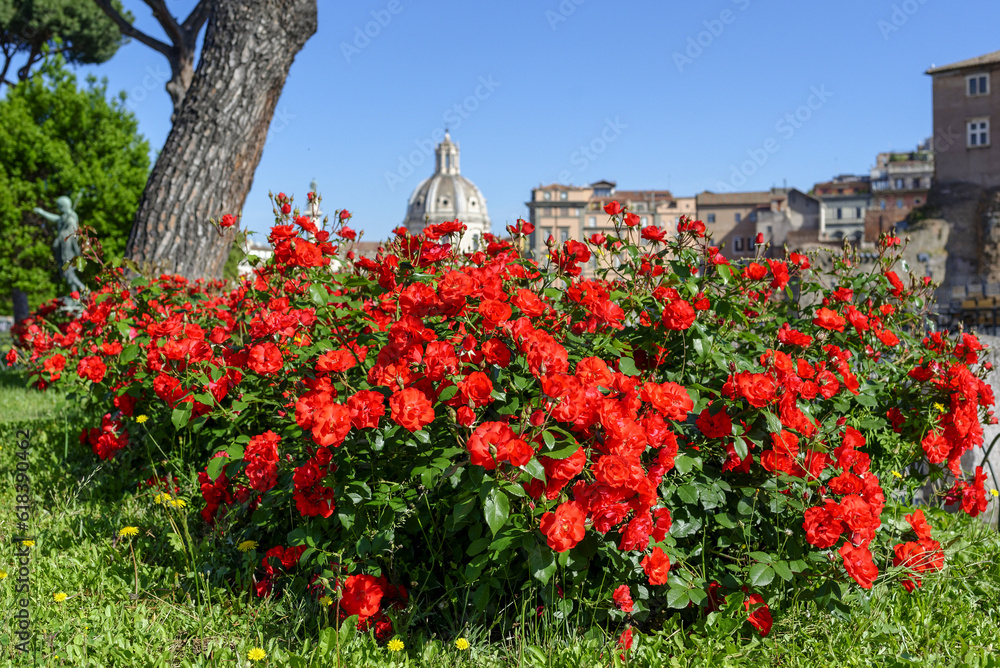 Roses rouges le long de la Via dei fori imperiali à Rome