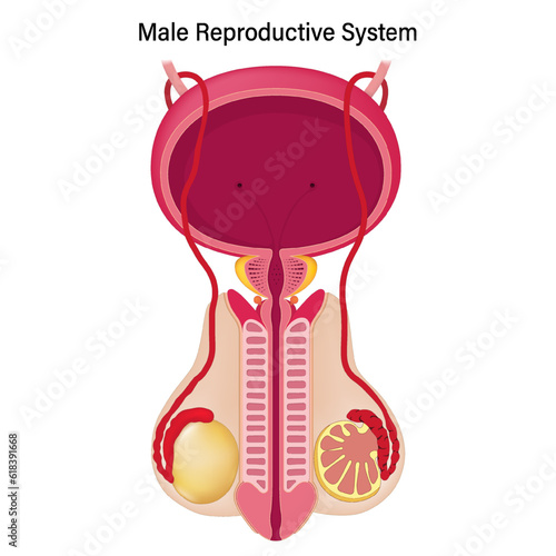 Anatomical structure of male reproductive system. Reproductive anatomy of the human male vector. 