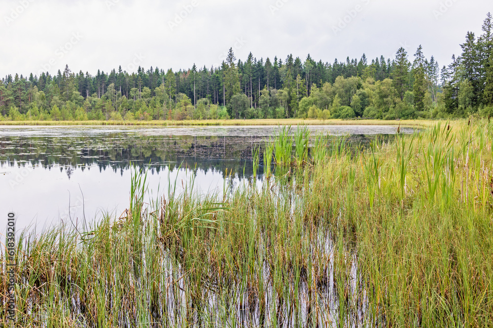 Fototapeta premium Swamp at a forest lake with water plants