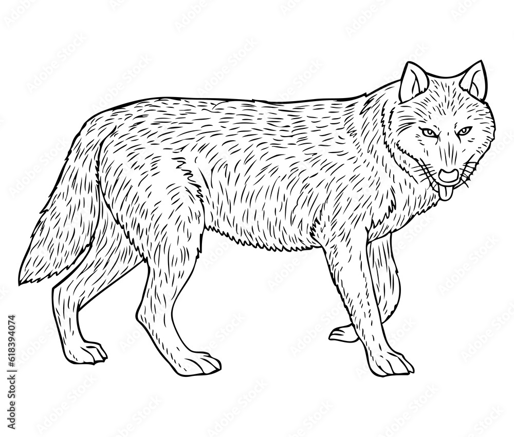 Fototapeta premium wolf sketch illustration