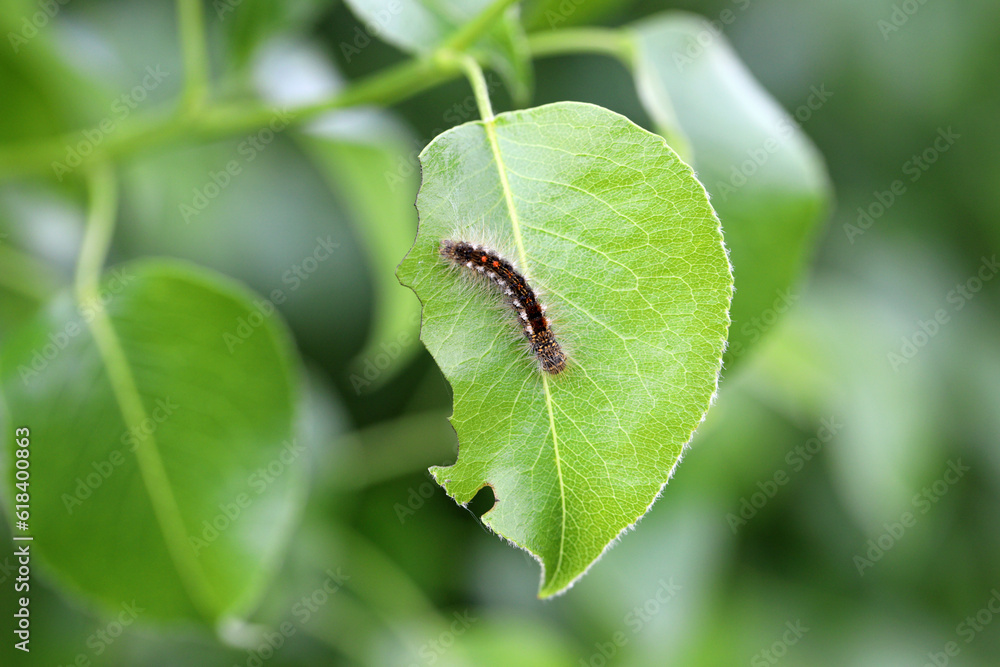 Fototapeta premium Brown-tail Moth Euproctis chrysorrhoea Caterpillar on the eaten leaf of a tree in the orchard.