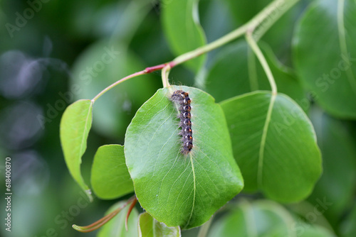 Brown-tail Moth Euproctis chrysorrhoea Caterpillar on the eaten leaf of a tree in the orchard. photo