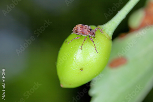 Anthonomus Furcipes rectirostris or cherry weevil, stone fruit weevil is a major pests of cherry trees Prunus avium, cerasus, mahaleb, padus, spinosa. - photo
