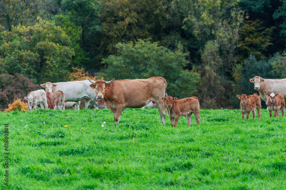 a herd of cows stands against the background of green grass, one cow stands in the distance and eats green grass, the concept of agriculture.