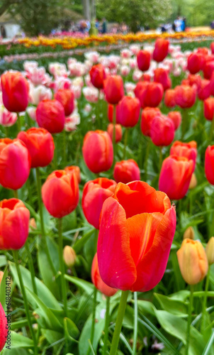 Close-up of orange tulips at Keukenhof  Netherlands