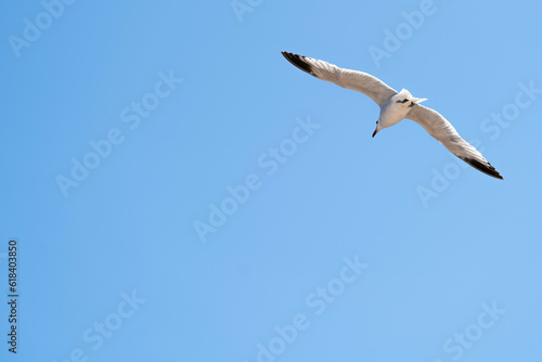 Seagull as a symbol of the rest on sea and beach